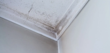 Close-up of mold on ceiling due to roof leaf in home